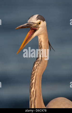 Great Blue Heron Head shot squawking Shorebird pataugeoire oiseau nature faune environnement Banque D'Images