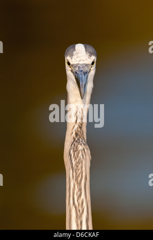 Great Blue Heron Head shot Shorebird barboter oiseau nature faune environnement Banque D'Images