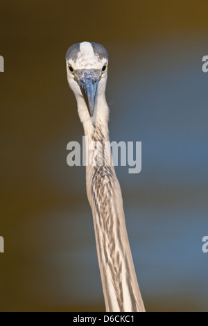 Great Blue Heron Head shot Shorebird barboter oiseau nature faune environnement Banque D'Images