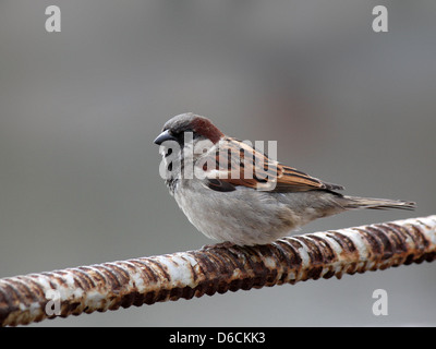 Sparrow assis sur barre de fer Banque D'Images