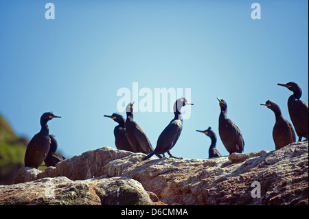 European shag (Phalacrocorax aristotelis), la vie d'oiseaux sur l'île de Runde, Fjords Ouest, Norvège, Scandinavie, Europe Banque D'Images