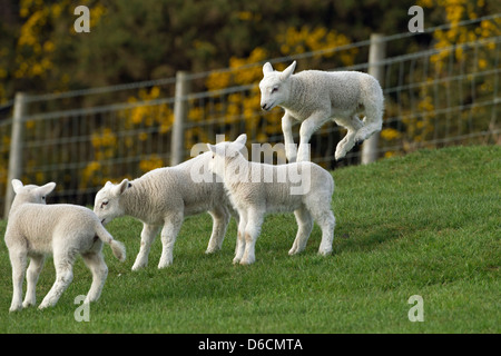 Agneaux de printemps et un agneau dans grass meadow Banque D'Images