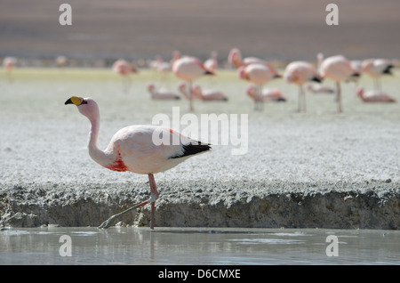 Flamant des Andes colonie dans un lagon près de la frontière du Chili / Bolivie Banque D'Images