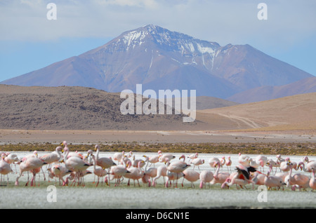 Flamant des Andes colonie dans un lagon près de la frontière du Chili / Bolivie Banque D'Images