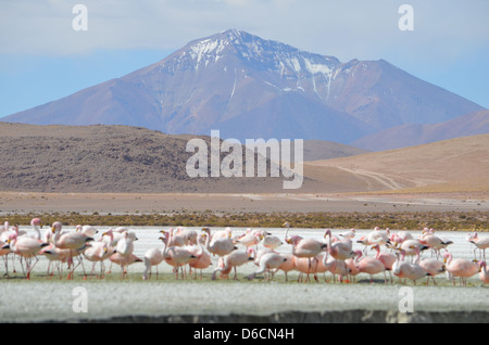 Flamant des Andes colonie dans un lagon près de la frontière du Chili / Bolivie Banque D'Images