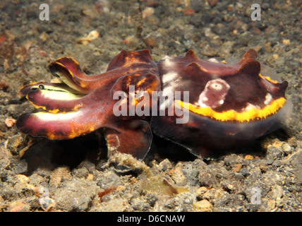 La Seiche flamboyante (Metasepia Pfefferi), le Détroit de Lembeh, Indonésie Banque D'Images