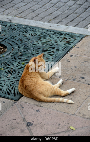 Chat dans le Vieux San Juan, Puerto Rico Banque D'Images