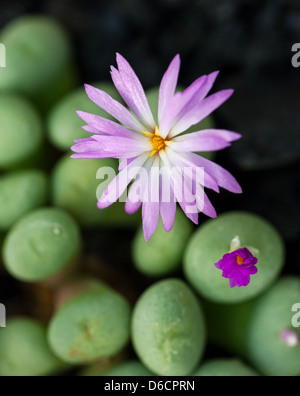 Photo en gros plan de lithops plante à fleurs pourpres Banque D'Images