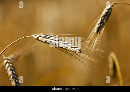 Les épis de blé d'or Banque D'Images