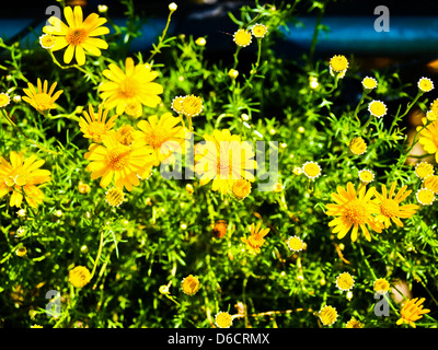 Cosmos jaune fleur dans la nature Banque D'Images