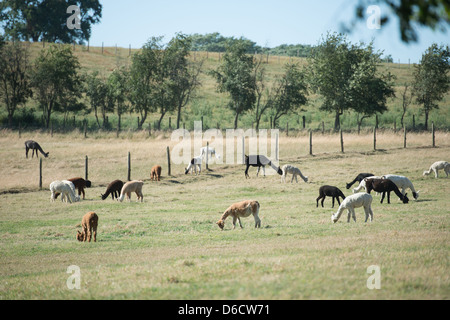 "Llamas del Sur", une ferme d'élevage de lamas et alpagas situé à environ 30 km à l'est de Temuco au Chili Banque D'Images