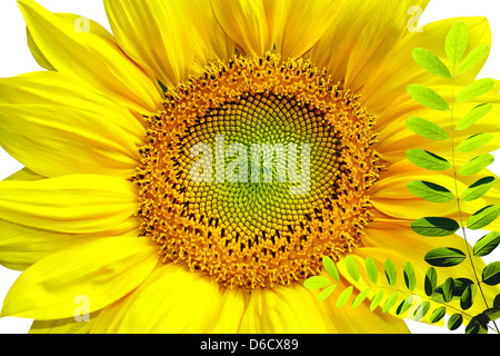 Isolé dans le fond blanc Tournesol Banque D'Images