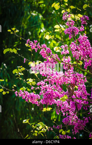 Des fleurs dans le jardin de Claude Monet, Giverny, France Banque D'Images