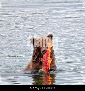 Ours brun, Ursus arctos horriblis, exerçant son activité sous le rapport de la Brooks River, Katmai National Park, Alaska, USA Banque D'Images
