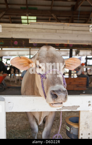 Dutchess County Fair , Prague (NY). Banque D'Images