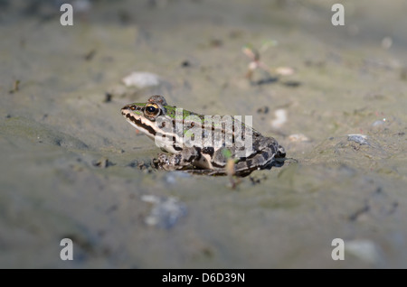 Grenouille comestible assis dans la boue Banque D'Images