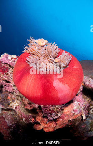 Une rose poissons clowns dans une couleur exceptionnelle, de l'anémone qui est partiellement balled up Banque D'Images