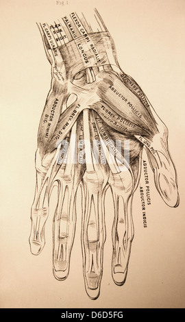 Une ancienne illustration de la musculature et les os de la main humaine. Banque D'Images