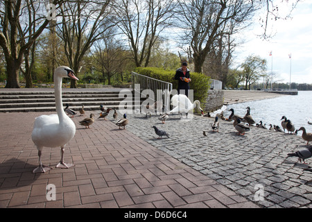 Berlin, Allemagne, cygne sur le lac de Tegel à Promenade Greenwich Banque D'Images