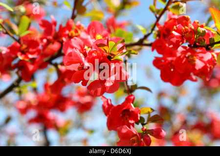 Bush cognassier en fleurs Banque D'Images