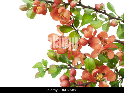 Coing japonais en fleurs (Chaenomeles) Banque D'Images