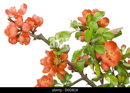 Coing japonais en fleurs (Chaenomeles) macro Banque D'Images