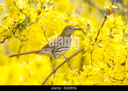 Thrasher brun perching dans Forsythia Blossoms oiseau oiseaux ornithologie Science nature faune Environnement Banque D'Images