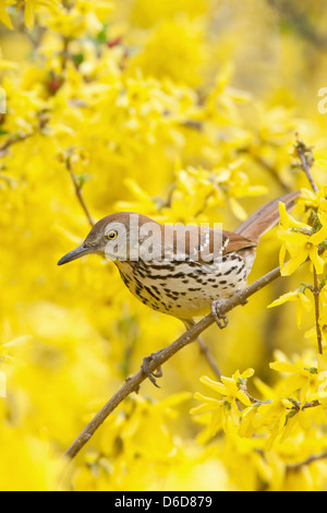 Thrasher brun perching dans les forsythia Blossoms - oiseau vertical ornithologie ornithologie Science nature faune Environnement Banque D'Images