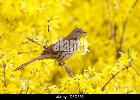 Thrasher brun perching dans Forsythia Blossoms oiseau oiseaux ornithologie Science nature faune Environnement Banque D'Images