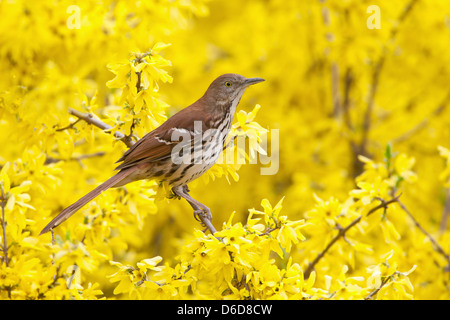 Thrasher brun perching dans Forsythia Blossoms oiseau oiseaux ornithologie Science nature faune Environnement Banque D'Images