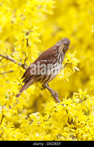 Thrasher brun perching dans Forsythia Blossoms oiseau oiseaux ornithologie Science nature faune Environnement Banque D'Images