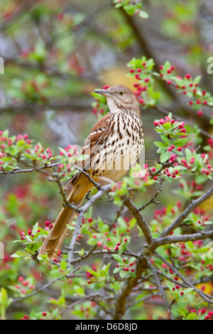 Thrasher brun perching dans l'oiseau d'arbre d'arbapple oiseaux ornithologie Sciences nature faune Environnement vertical Banque D'Images