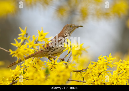 Thrasher brun perching dans Forsythia Blossoms oiseau oiseaux ornithologie Science nature faune Environnement Banque D'Images