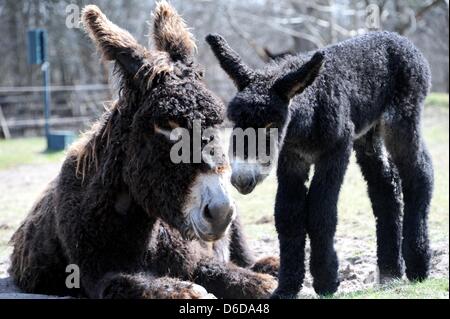 Le Baudet du Poitou fole 'D'Artagnan' se trouve à côté de sa mère 'Ulotte du Breuil' à Arche Parc animalier de Warder, Allemagne, 16 avril 2013. L'âne bébé est né le 29 mars 2013. Son père 'De Gaulle' est mort peu avant sa naissance. Il y a seulement autour 500 arbre d'exemples de cette race d'âne français dans le monde entier. Photo : Carsten REHDER Banque D'Images