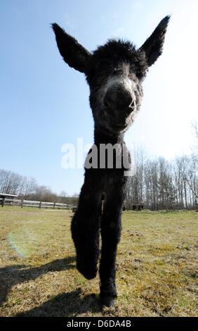 Le Baudet du Poitou fole 'D'Artagnan' se situe à Arche Parc animalier de Warder, Allemagne, 16 avril 2013. L'âne bébé est né le 29 mars 2013. Son père 'De Gaulle' est mort peu avant sa naissance. Il y a seulement autour 500 arbre d'exemples de cette race d'âne français dans le monde entier. Photo : Carsten REHDER Banque D'Images