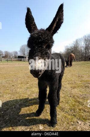 Le Baudet du Poitou fole 'D'Artagnan' se situe à Arche Parc animalier de Warder, Allemagne, 16 avril 2013. L'âne bébé est né le 29 mars 2013. Son père 'De Gaulle' est mort peu avant sa naissance. Il y a seulement autour 500 arbre d'exemples de cette race d'âne français dans le monde entier. Photo : Carsten REHDER Banque D'Images