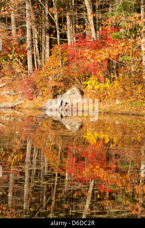 Couleurs d'automne au Harold Parker State Forest, Andover, MA Banque D'Images