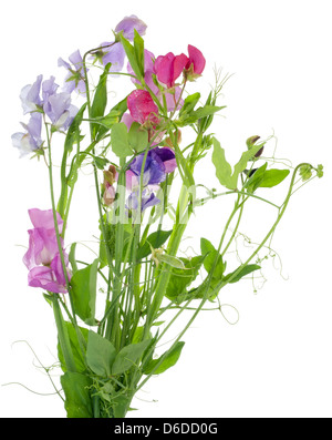 Fleurs de pois sucré isolé Banque D'Images