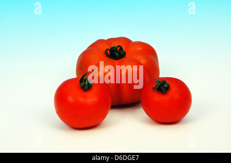 L'une et deux tomates Beefsteak ordinaire contre un fond bleu et blanc. Banque D'Images
