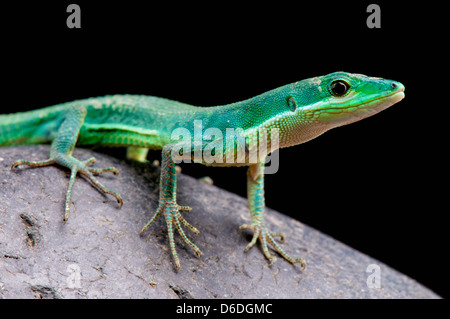 L'herbe émeraude / lézard Takydromus smaragdinus Banque D'Images