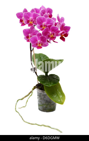 Orchidée rose vif transparent en Pot de Fleurs isolées Banque D'Images