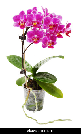 Floraison rose en Pot de fleur Orchidée Transparent isolé Banque D'Images