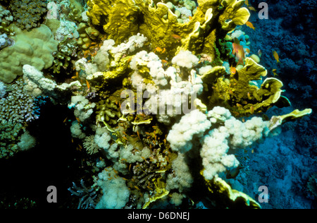 Jardin de corail,Dendronephthya sp.Mer Rouge Juin 1988 Diapositive sous-marine,Egypte,Conversions péninsule du Sinaï,Soudan Safari en bateau Banque D'Images