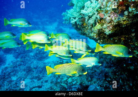 Gaterins,Plectorhinchus lineatus,Mer Rouge Juin 1988 Conversions Glisser,Egypte,péninsule du Sinaï,Soudan Safari en bateau, Banque D'Images