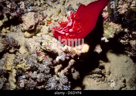 Danseuse espagnole,Hexabranchussanguineus,Mer Rouge Juin 1988 glissez les conversions, l'Égypte, Sinaï,Soudan Safari en bateau Banque D'Images