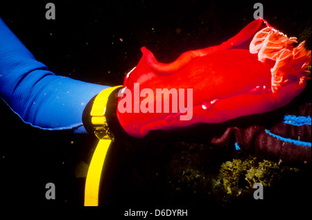 Danseuse espagnole,Hexabranchussanguineus,Mer Rouge Juin 1988 glissez les conversions, l'Égypte, Sinaï,Soudan Safari en bateau Banque D'Images