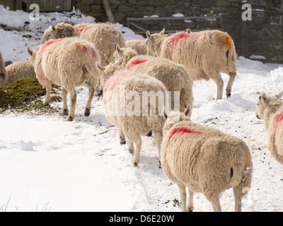 Dans unseasonal la lutte des moutons de l'hiver près de Ambleside, Lake District, UK, à la fin de mars 2013. Banque D'Images