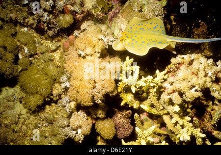 Blue Spotted Stingray,Taeniura lymma,Mer Rouge Juin 1988 Slide Conversions, Egypte,péninsule du Sinaï,Soudan Safari en bateau Banque D'Images