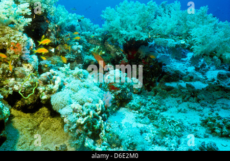 Jardin de corail,Dendronephthya sp.Mer Rouge Juin 1988 Diapositive sous-marine,Egypte,Conversions péninsule du Sinaï,Soudan Safari en bateau Banque D'Images