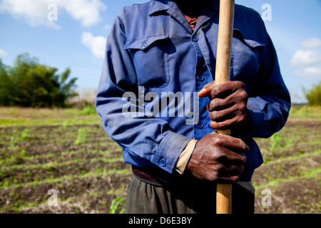 L'agriculture, les agriculteurs, les paysans, les gens et les hommes au travail dans les champs agricoles. Coopérative de l'ANAP à Guines, Cuba. Close up of hands Banque D'Images